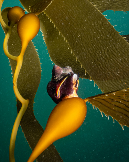 montereybayaquarium:Somewhere along Cannery Row, a brown turban snail Tegula brunnea (with three sli