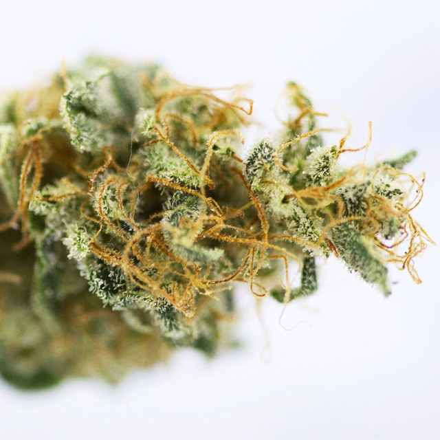 stoned-420:  A tasty #bud from #houseofmeds #sundazefarms #flowerpower #weedstagram