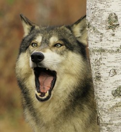 beautiful-wildlife: Calling Her Pups by © Herbert Fields Timber Wolf 