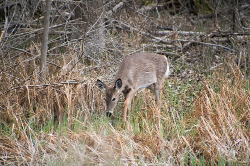 Deer At The Edge Of The Marsh
Lynde Shores Conservation Area, Whitby, Ontario, May 06, 2019