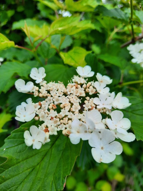 The Flowering Of Viburnum, Also Called Guelder Rose. (lat. Vibrnum Pulus).