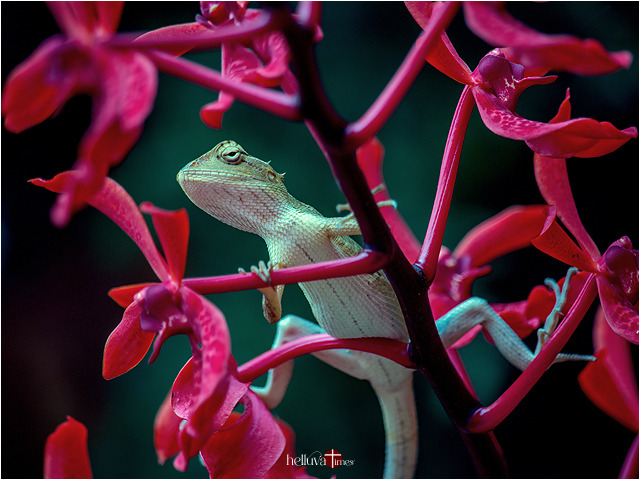 Lizard In The Red