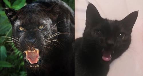 dancingstarsonmeme:sufficientlylargen:catsbeaversandducks:Panthers & Pocket PanthersVia Trastorn