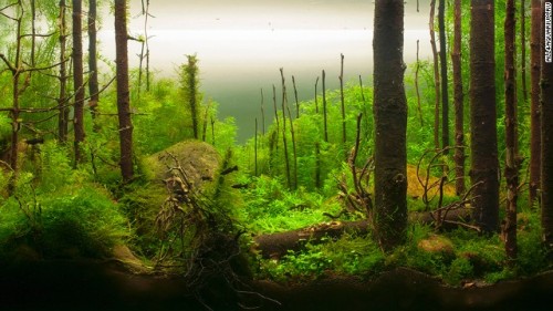 &lsquo;Morning forest&rsquo; http://edition.cnn.com/2014/02/05/world/pimp-my-fish-tank/