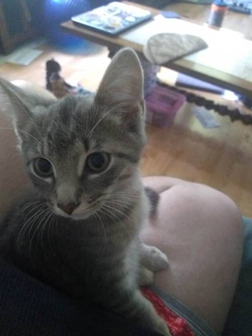 Hey Yall I Have To Take Two Of My Cats, Dwayne And Pebble, In To The Vet Today, One For His Regular Shots