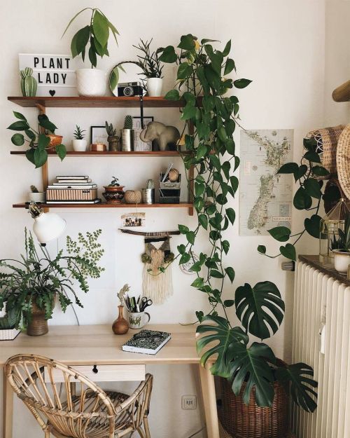 using plants as decorations for the win!