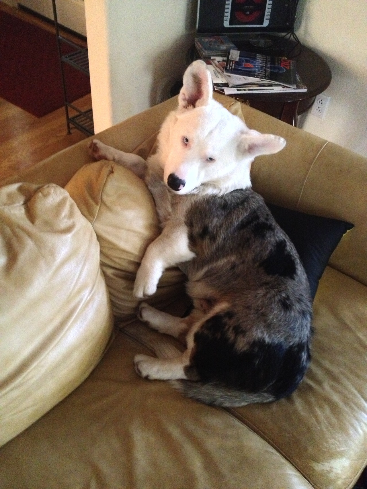 corgiaddict:  Roscoe