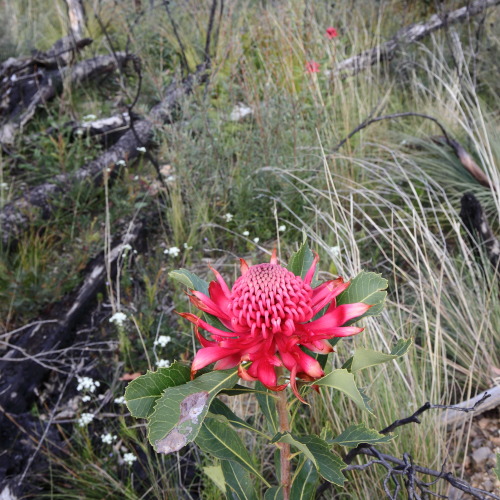 2021: The Waratah (Telopea speciosissima) is the New South Wales state flower. These ones are from t