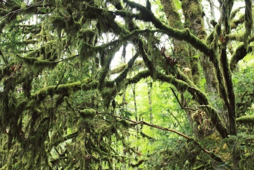 matchbox-mouse: Mossy tree in the woods. From hiking, Vancouver.