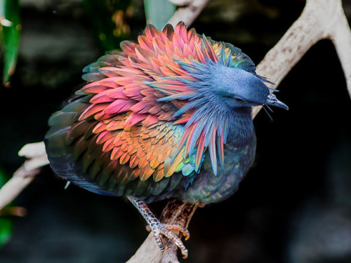 sheisstrangerthanfiction: end0skeletal: The Nicobar pigeon (Caloenas nicobarica) is a pigeon found o