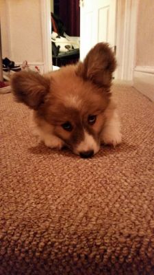 dukethecorgi:Look how cute and innocent I