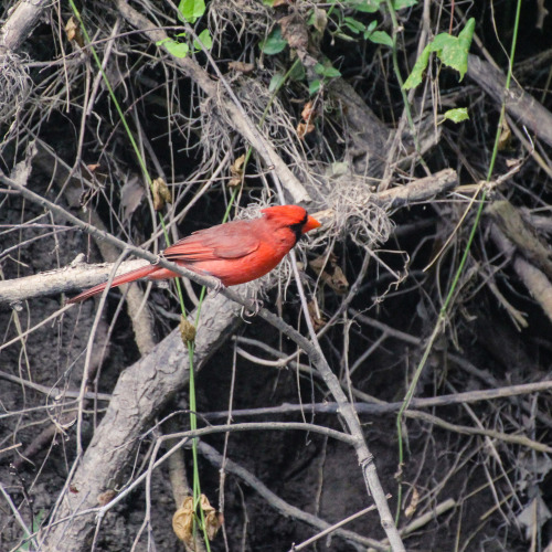 Northern Cardinal (male)Cardinalis cardinalisConcan, Texas, United States, 2015