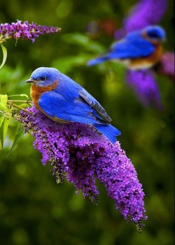 beautymothernature:  Blue Birdies share moments