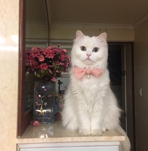 ladylavenderberry: lesbianheart:  When your cat is your ouji accessory