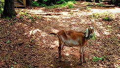 world-of-walkers:    You shot at me.I fed you.Please don’t hurt her.   
