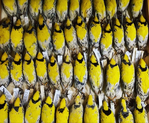 My favorite drawer in the Bird collection– dozens of brilliant Western Meadowlarks, Oregon&rsq