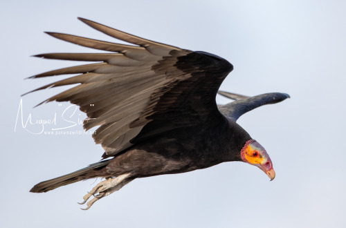 end0skeletal-undead:Lesser yellow-headed vulturePhotos byMiguel “Siu”