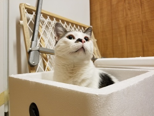 nezdravo:doctors HATE him! 85 year old man LOVES sitting in styrofoam cooler!