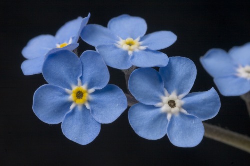 discovereternity:Forget me not