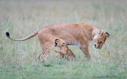 Wildlife World Zoo