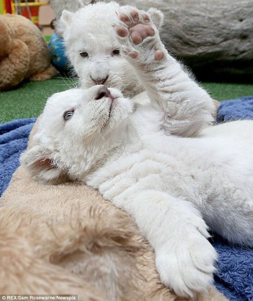 phototoartguy:  They won’t be so cute when they’ve grown up! Adorable white lion cubs cause a stir with their playful antics  The pair were born last month at Zoodoo Wildlife Park in Tasmania Zoo officials are letting the public decide on the brothers’