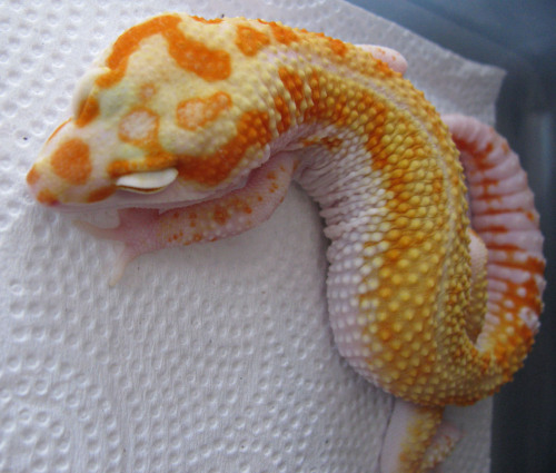 lunationgeckos:quietdoppelganger:followthebluebell:lunationgeckos:This guy is looking a lot like his