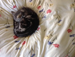 saepphire:  purityplants:  He likes the flower covers on my bed  nature   more 