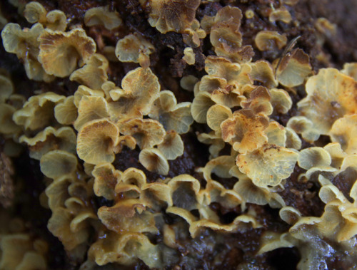 Best finds from a very productive little stroll along the Mount Pukematekeo footpath last July. 