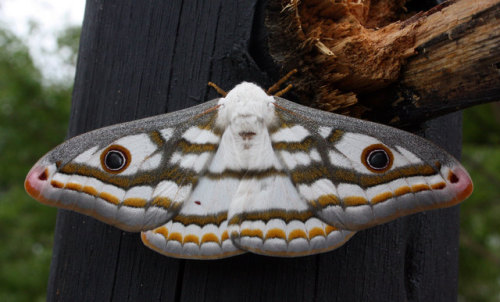 onenicebugperday - An excessively nice marbled emperor moth...
