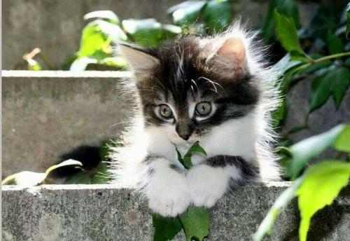angel-kiyoss:Too cute.