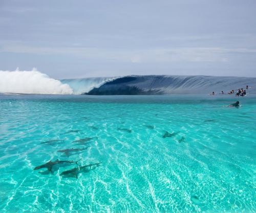 instagators:  Sea Blue, Jungle Green, Island Ecstatic - Weekend Volcanic 3 surreal days in paradise with Alex & Koa Smith. Watch the edit here VIA LASTNAMEFIRST.TV 