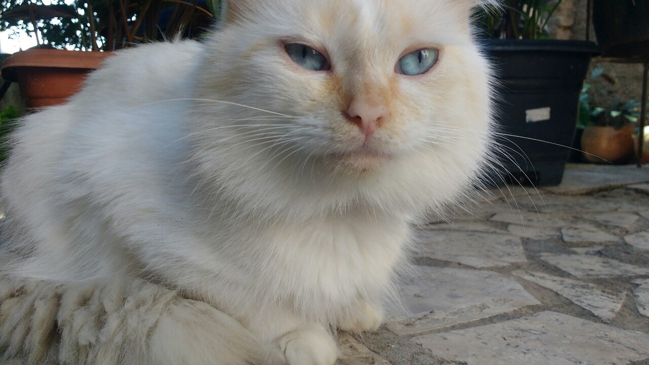 corporation-cats:  My baby with blue eyes, Nicholas. 