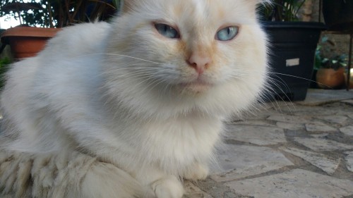 corporation-cats:  My baby with blue eyes, Nicholas. 