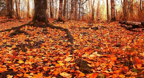 artleo.com_50176.jpg (3504×1900) en We Heart It. http://weheartit.com/entry/79990505/via/alex_way_737