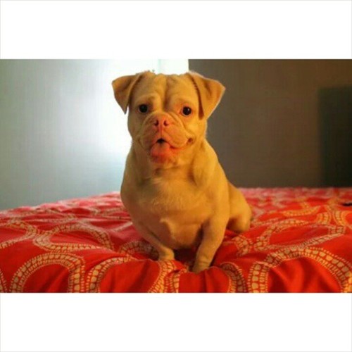 ilovepugs4ever:  Follow Dog Quotes.