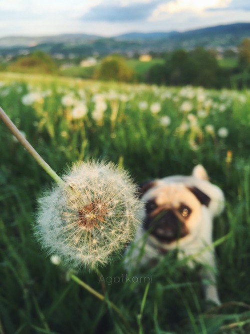 taraxacum