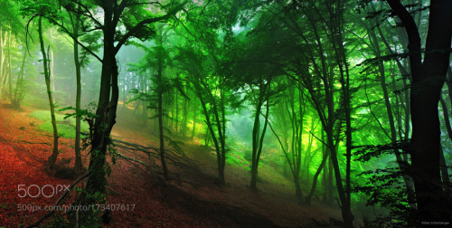 Jungle Light by kilianschoenberger