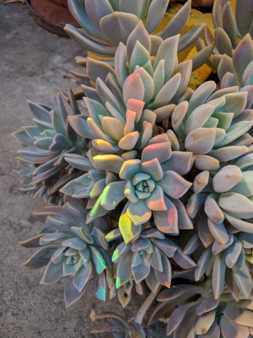 whistletown:A rainbow in my garden cast a beautiful light on my succulents! There’s no filter on the
