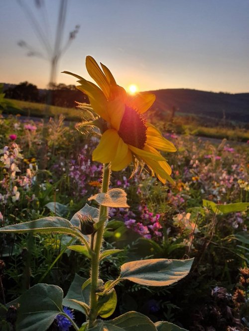 (via Sunflower ( S10+ full auto) : mobilephotography)