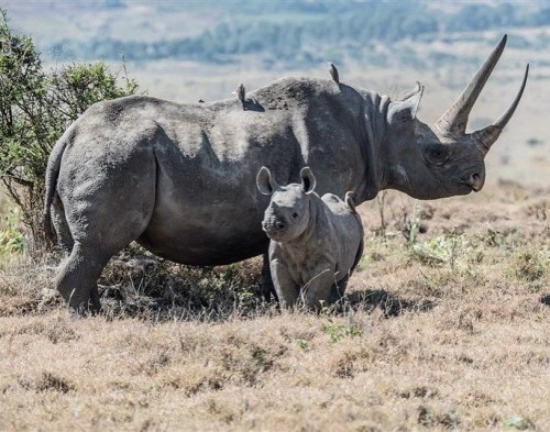 Happy #RhinoFriday shout out to all our followers. * If you love rhinos & care about their futur