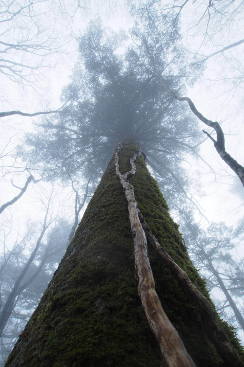 ponderation: Fog Forest by celcy