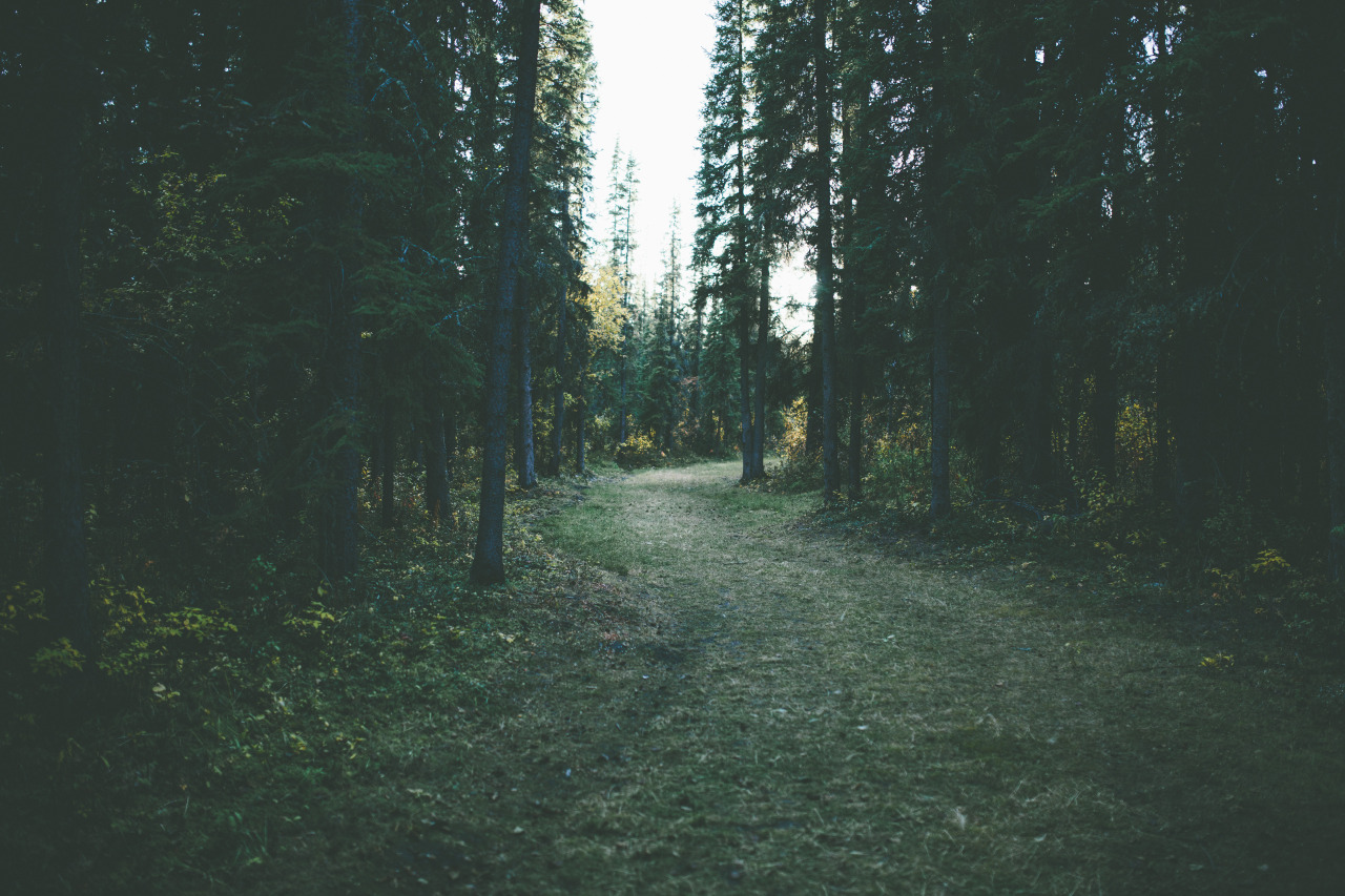 nonelikerae:  jakeelko:  I love living in the woods jakeelko.tumblr.com instagram-