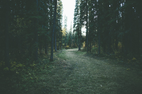 nonelikerae:  jakeelko:  I love living in the woods jakeelko.tumblr.com instagram- @lordelko  I want this