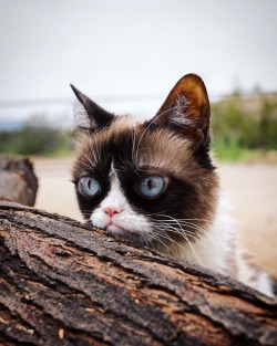 The Official Grumpy Cat's Tumblr