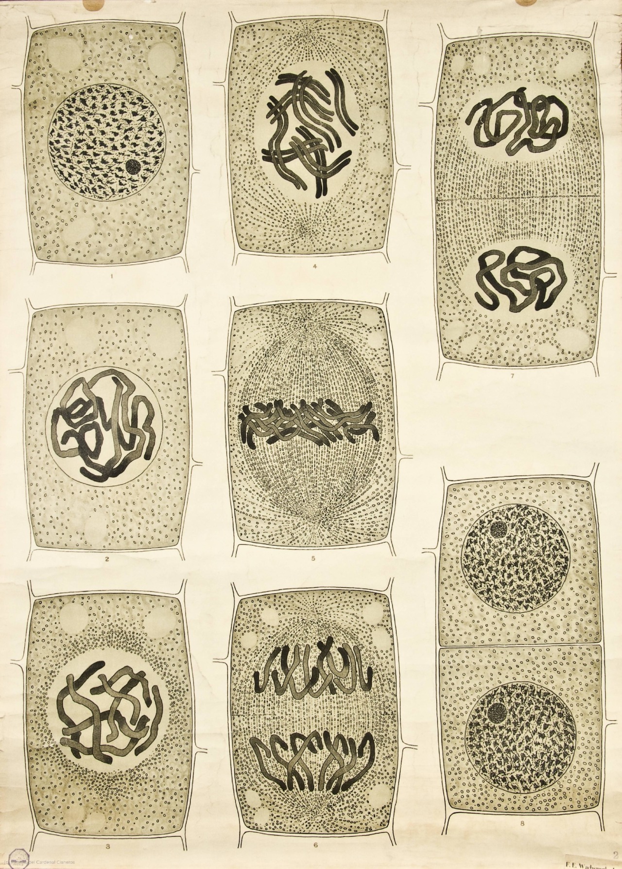 vergeten-plant:   Anatomy of plant cells 