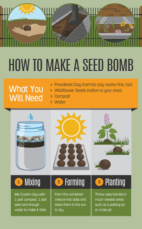solarpunk-aesthetic:How to Make a Seed Bomb