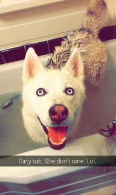 dog-husky:  Twitch’s bath time!dog-husky.tumblr.com