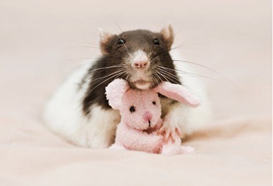 adorablygoaty:  shiftylookingoctopus:  These are picture taken by a woman who makes teddy bears to cheer up her pet rats.  Reblogging because rats are the cutest <3 