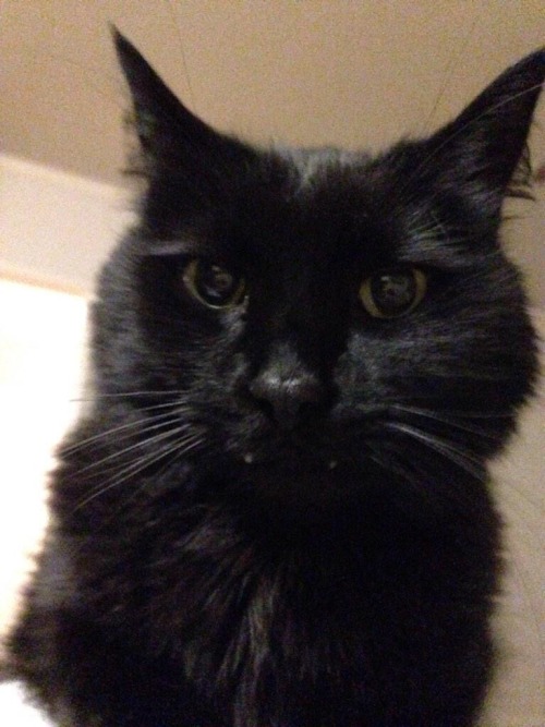 crittercreature: Kevin has the cutest fucking cat in existence ;w; TEETHY BLACK CATS ARE THE BEST CA