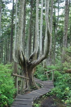 frommylimitedtravels:  Twisted pathway -